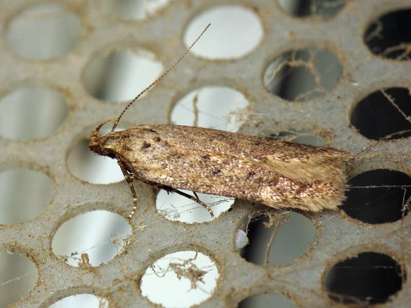 Lepidoptera
